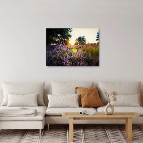 Obraz poľa levanduľou (70x50 cm)