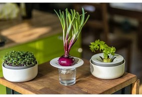 Plastia Regrow, slonová kosť s kávovou usadeninou