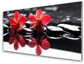 Obraz na akrylátovom skle Kvet kamene rastlina 100x50 cm