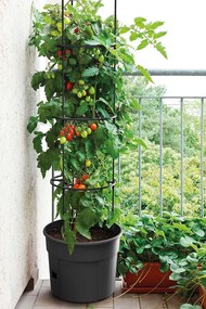 Kvetináč na pestovanie paradajok GROWER antracit
