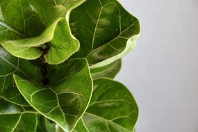 Ficus Lyrata