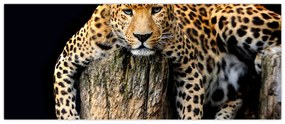 Obraz - Gepard (120x50 cm)