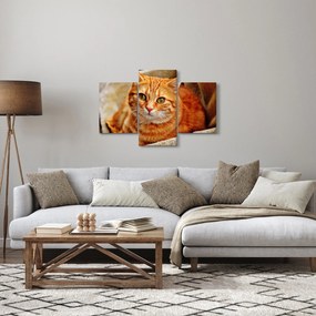 Obraz ležiace mačky (90x60 cm)
