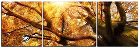 Obraz na plátne - Slnko cez vetvi stromu - panoráma 5240C (120x40 cm)