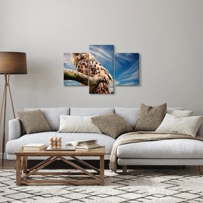 Obraz - Sova (90x60 cm)