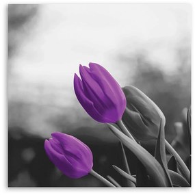 Obraz na plátně Květiny Fialové tulipány - 50x50 cm