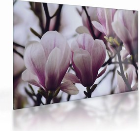Sklenený obraz - Magnolie (70x50 cm)