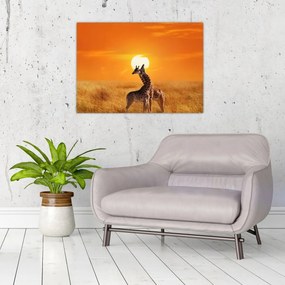 Sklenený obraz - Žirafy v národnom parku Serengeti (70x50 cm)