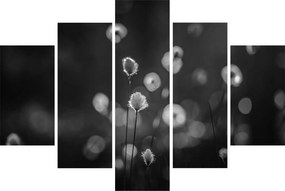 Obraz - Cottongrass na lúke (150x105 cm)