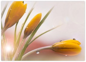 Obraz - Jarné kvety (70x50 cm)