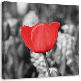 Obraz na plátně, Moderní červený květ tulipánu na louce - 50x50 cm