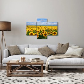 Obraz slnečnicového poľa (90x60 cm)