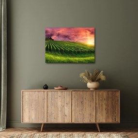 Obraz vinice s farebným nebom (70x50 cm)
