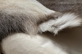 Koberec RENIFER POK017 sivý / biely