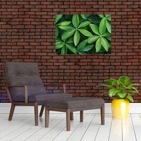 Sklenený obraz - Listy s kvapkami rosy (70x50 cm)