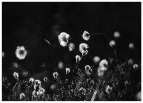 Sklenený obraz - Lúka s cottongrass N⁰1 (70x50 cm)
