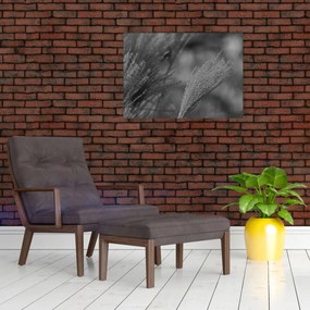 Obraz - Sušená pampová tráva (70x50 cm)