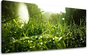 Obraz na stenu PANORÁMA RASTLINY