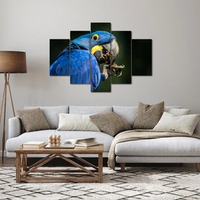 Obraz papagája (150x105 cm)