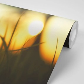 Samolepiaca fototapeta zapadajúce slnko v tráve - 450x300