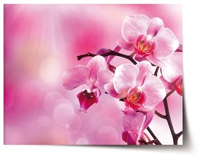 Sablio Plagát Kvety orchidey - 60x40 cm