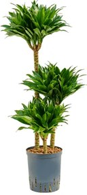 Dracaena fragrans compacta 60-30-15 18/19 v. 90 cm