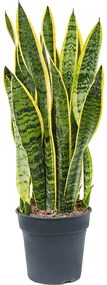 Sansevieria trifasciata laurentii 17x60 cm