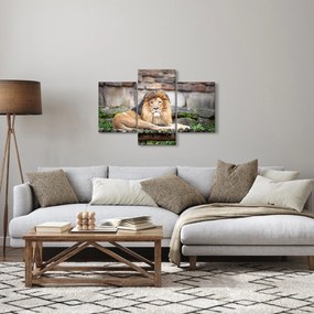 Obraz leva (90x60 cm)