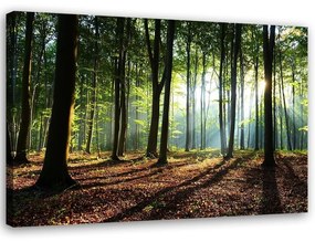 Obraz na plátně, Lesní stromy Sluneční paprsky - 60x40 cm