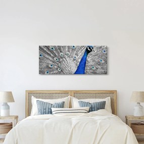 Obraz - modrý páv (120x50 cm)