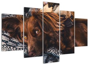 Obraz ležiacich psov (150x105 cm)