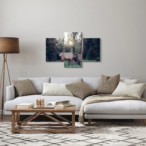 Obraz - Sob na čistine (90x60 cm)