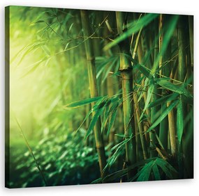 Obraz na plátně, Džungle bambus - 50x50 cm