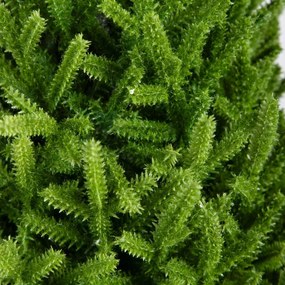 Vianočný stromček HECTOR zelený 714405