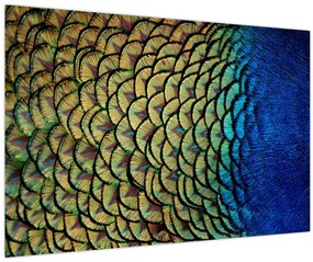Obraz - Pávie perie (90x60 cm)