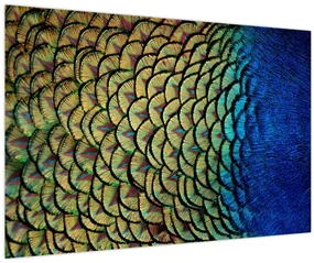 Obraz - Pávie perie (90x60 cm)