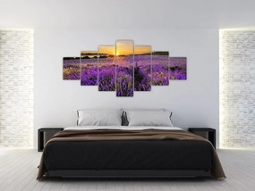 Levanduľové polia - obraz