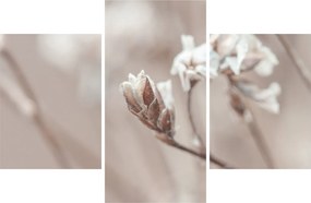 Obraz - Detail vetvy (90x60 cm)