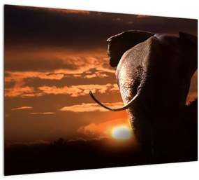 Sklenený obraz slona (70x50 cm)