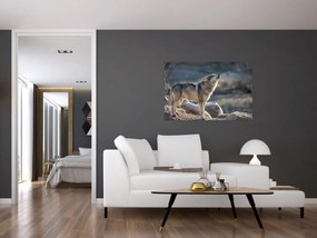 Obraz - Vyjúci vlk (90x60 cm)