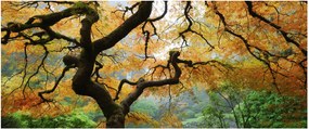 Obraz žltého japonského javora, Portland, Oregon (120x50 cm)