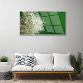 Obraz na skle Púpava rastlina 100x50 cm