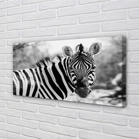 Obraz na plátne retro zebra 140x70 cm