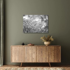 Sklenený obraz - Béžová soft grass N⁰1 (70x50 cm)