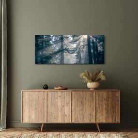 Obraz stromov s presvitajúcim slnkom (120x50 cm)