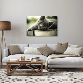 Obraz mačiatka (90x60 cm)