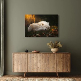 Obraz - Odpočívajúci vlk (90x60 cm)