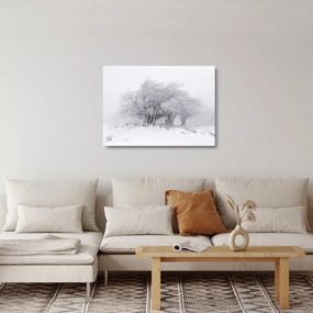 Sklenený obraz - Biela zima (70x50 cm)