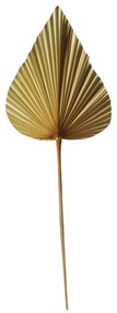 Sušený dekoratívne palmový list 50cm