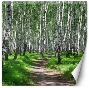 Fototapeta, Březový les stromy příroda - 300x300 cm